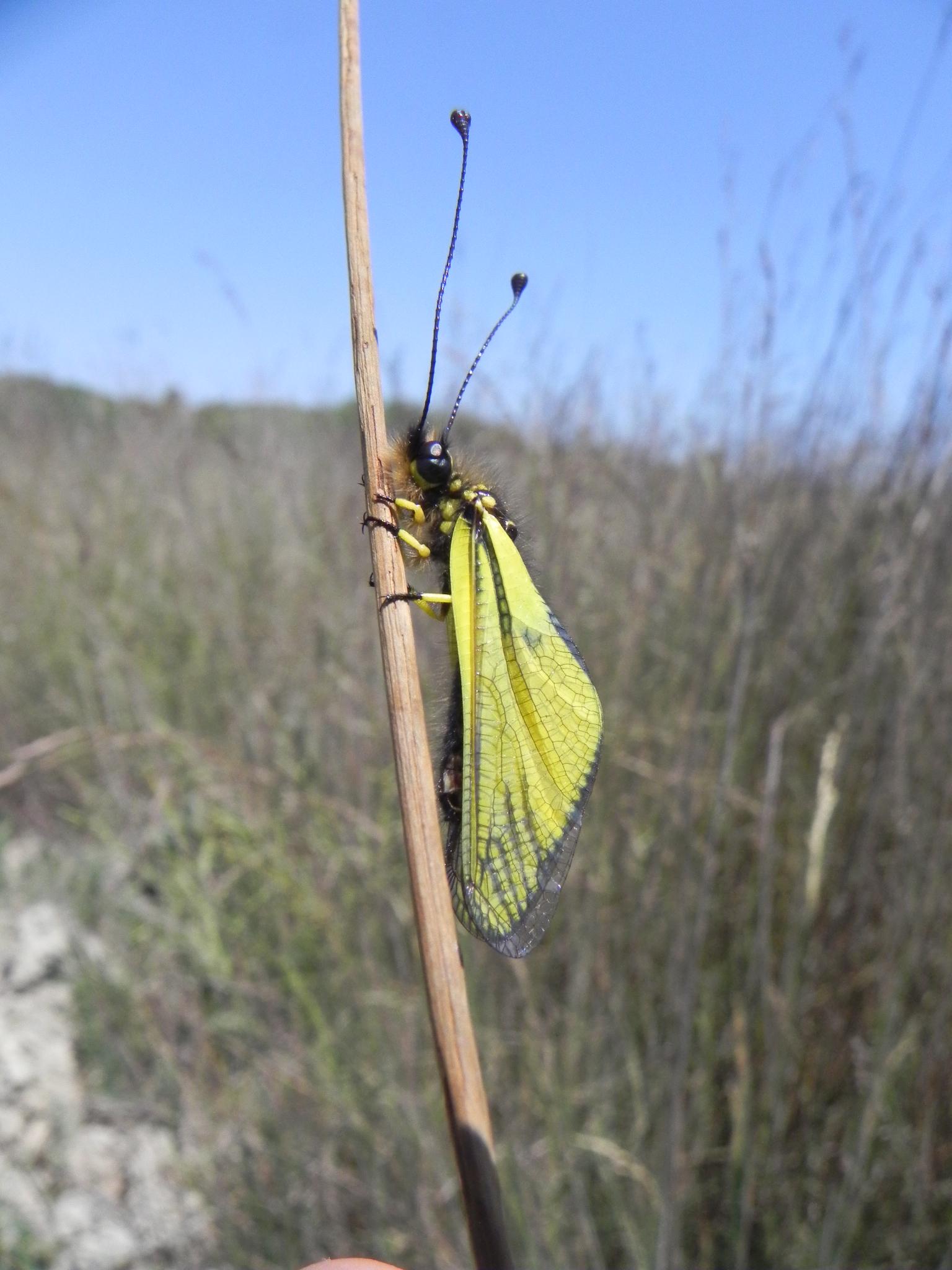 Libelloides latinus